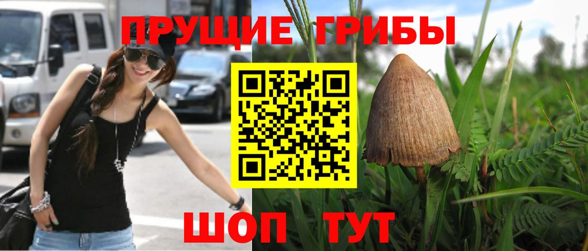 Галлюциногенные грибы Psilocybe Краснотурьинск